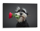 Entrega de rosas de Schnauzer - Adnan Mahmutovic | Cuadro decorativo de Canvas Lab