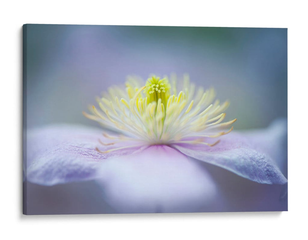 Flor de color púrpura suave - Jacky Parker | Cuadro decorativo de Canvas Lab