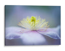 Flor de color púrpura suave - Jacky Parker | Cuadro decorativo de Canvas Lab