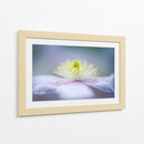 Flor de color púrpura suave - Jacky Parker | Cuadro decorativo de Canvas Lab