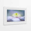 Flor de color púrpura suave - Jacky Parker | Cuadro decorativo de Canvas Lab