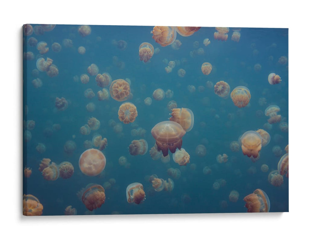 Enjambre de medusas doradas - Piron Xavier | Cuadro decorativo de Canvas Lab