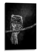 Mirada intensa de Potoo - wilianto | Cuadro decorativo de Canvas Lab