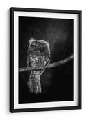 Mirada intensa de Potoo - wilianto | Cuadro decorativo de Canvas Lab