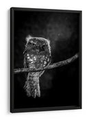 Mirada intensa de Potoo - wilianto | Cuadro decorativo de Canvas Lab