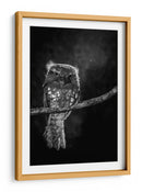 Mirada intensa de Potoo - wilianto | Cuadro decorativo de Canvas Lab