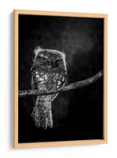 Mirada intensa de Potoo - wilianto | Cuadro decorativo de Canvas Lab
