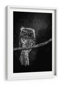 Mirada intensa de Potoo - wilianto | Cuadro decorativo de Canvas Lab