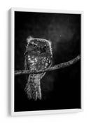 Mirada intensa de Potoo - wilianto | Cuadro decorativo de Canvas Lab