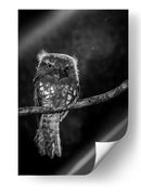 Mirada intensa de Potoo - wilianto | Cuadro decorativo de Canvas Lab
