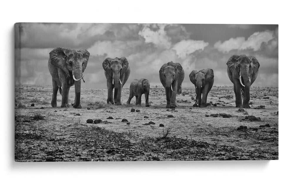 Marcha de elefantes de la sabana - Marcel Rebro | Cuadro decorativo de Canvas Lab