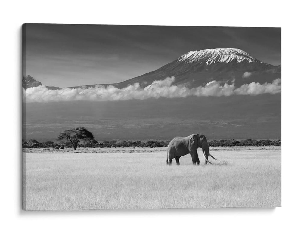 Majestuoso elefante del Kilimanjaro - Ibrahim Canakci | Cuadro decorativo de Canvas Lab