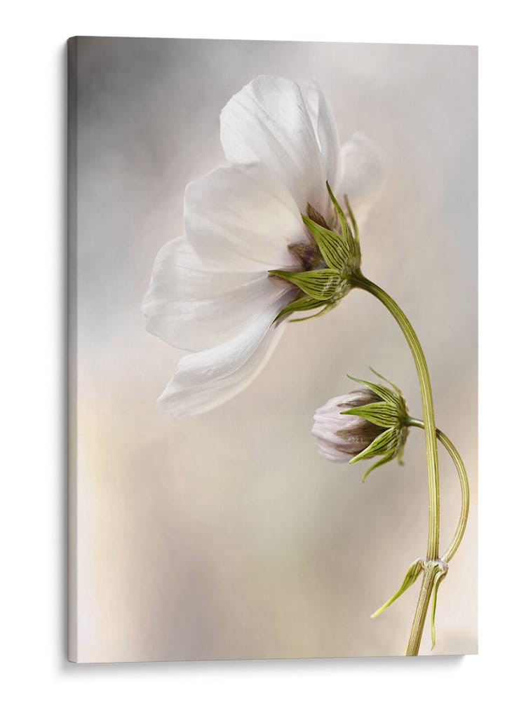 La piel del tiempo - Mandy Disher | Cuadro decorativo de Canvas Lab