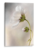 La piel del tiempo - Mandy Disher | Cuadro decorativo de Canvas Lab