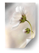 La piel del tiempo - Mandy Disher | Cuadro decorativo de Canvas Lab