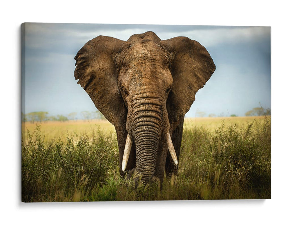 Majestuoso elefante africano simétrico - Alberto Ghizzi Panizza | Cuadro decorativo de Canvas Lab