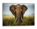 Majestuoso elefante africano simétrico - Alberto Ghizzi Panizza | Cuadro decorativo de Canvas Lab