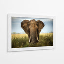Majestuoso elefante africano simétrico - Alberto Ghizzi Panizza | Cuadro decorativo de Canvas Lab