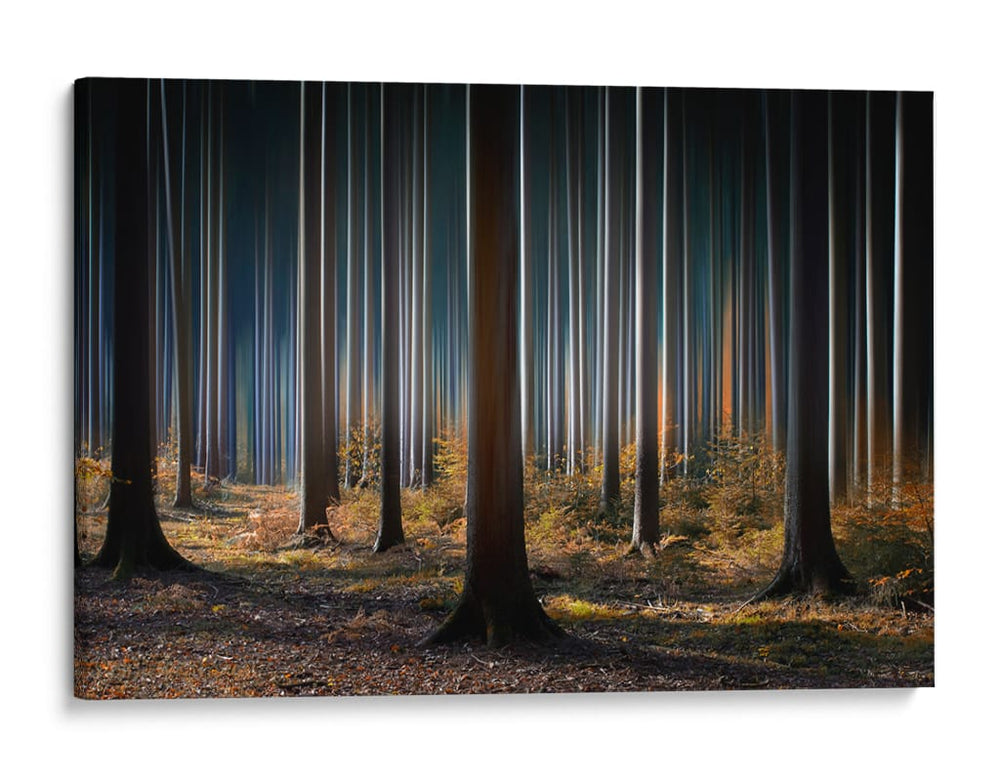 Luz del bosque místico - Carsten Meyerdierks | Cuadro decorativo de Canvas Lab