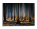 Luz del bosque místico - Carsten Meyerdierks | Cuadro decorativo de Canvas Lab