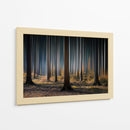 Luz del bosque místico - Carsten Meyerdierks | Cuadro decorativo de Canvas Lab