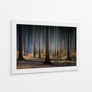 Luz del bosque místico - Carsten Meyerdierks | Cuadro decorativo de Canvas Lab