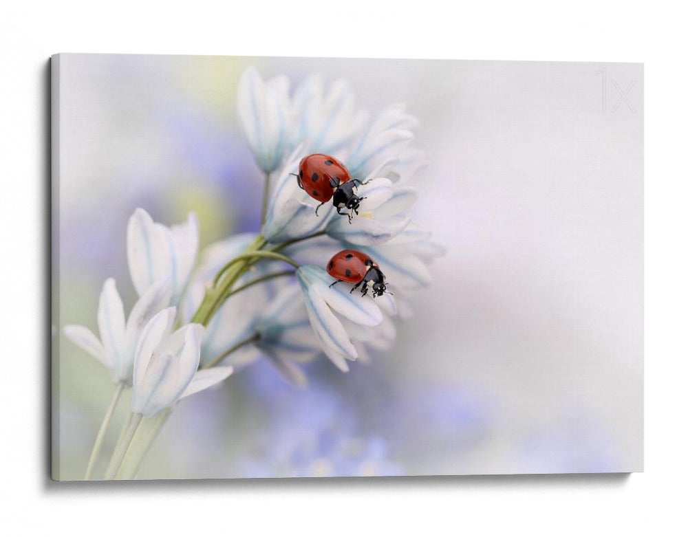 Mariquitas en flores blancas - Ellen van Deelen | Cuadro decorativo de Canvas Lab