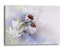 Mariquitas en flores blancas - Ellen van Deelen | Cuadro decorativo de Canvas Lab