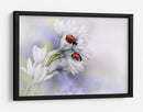 Mariquitas en flores blancas - Ellen van Deelen | Cuadro decorativo de Canvas Lab