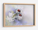 Mariquitas en flores blancas - Ellen van Deelen | Cuadro decorativo de Canvas Lab