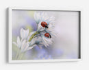 Mariquitas en flores blancas - Ellen van Deelen | Cuadro decorativo de Canvas Lab