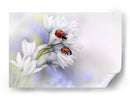 Mariquitas en flores blancas - Ellen van Deelen | Cuadro decorativo de Canvas Lab