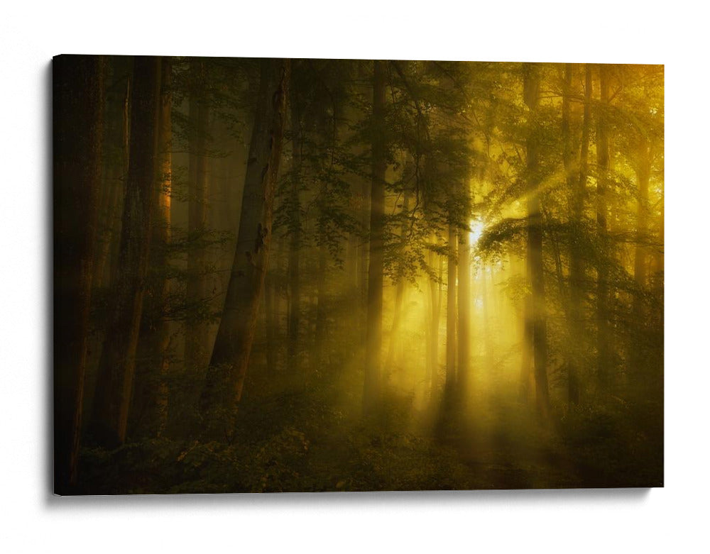 Luz del bosque dorado - Norbert Maier | Cuadro decorativo de Canvas Lab