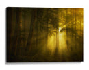 Luz del bosque dorado - Norbert Maier | Cuadro decorativo de Canvas Lab