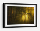 Luz del bosque dorado - Norbert Maier | Cuadro decorativo de Canvas Lab