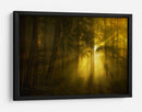 Luz del bosque dorado - Norbert Maier | Cuadro decorativo de Canvas Lab