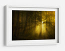 Luz del bosque dorado - Norbert Maier | Cuadro decorativo de Canvas Lab
