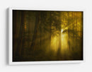 Luz del bosque dorado - Norbert Maier | Cuadro decorativo de Canvas Lab