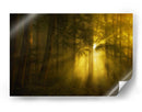 Luz del bosque dorado - Norbert Maier | Cuadro decorativo de Canvas Lab