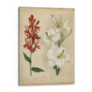 Belleza Escarlata I - Sydenham Edwards | Cuadro decorativo de Canvas Lab