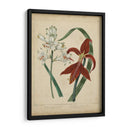 Belleza Escarlata Ii - Sydenham Edwards | Cuadro decorativo de Canvas Lab