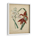 Belleza Escarlata Ii - Sydenham Edwards | Cuadro decorativo de Canvas Lab