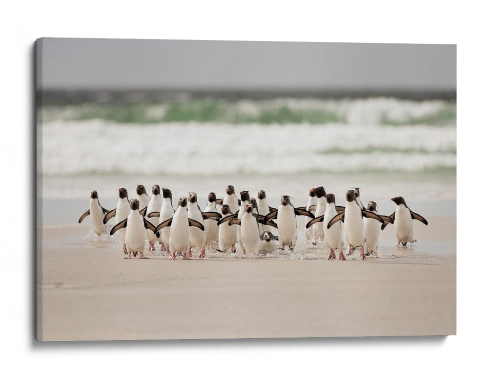 Pingüinos salvajes en la costa - Joan Gil Raga | Cuadro decorativo de Canvas Lab