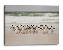 Pingüinos salvajes en la costa - Joan Gil Raga | Cuadro decorativo de Canvas Lab
