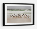 Pingüinos salvajes en la costa - Joan Gil Raga | Cuadro decorativo de Canvas Lab