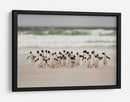 Pingüinos salvajes en la costa - Joan Gil Raga | Cuadro decorativo de Canvas Lab
