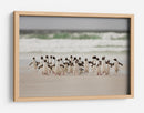 Pingüinos salvajes en la costa - Joan Gil Raga | Cuadro decorativo de Canvas Lab