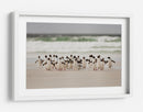 Pingüinos salvajes en la costa - Joan Gil Raga | Cuadro decorativo de Canvas Lab
