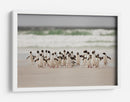 Pingüinos salvajes en la costa - Joan Gil Raga | Cuadro decorativo de Canvas Lab