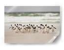 Pingüinos salvajes en la costa - Joan Gil Raga | Cuadro decorativo de Canvas Lab